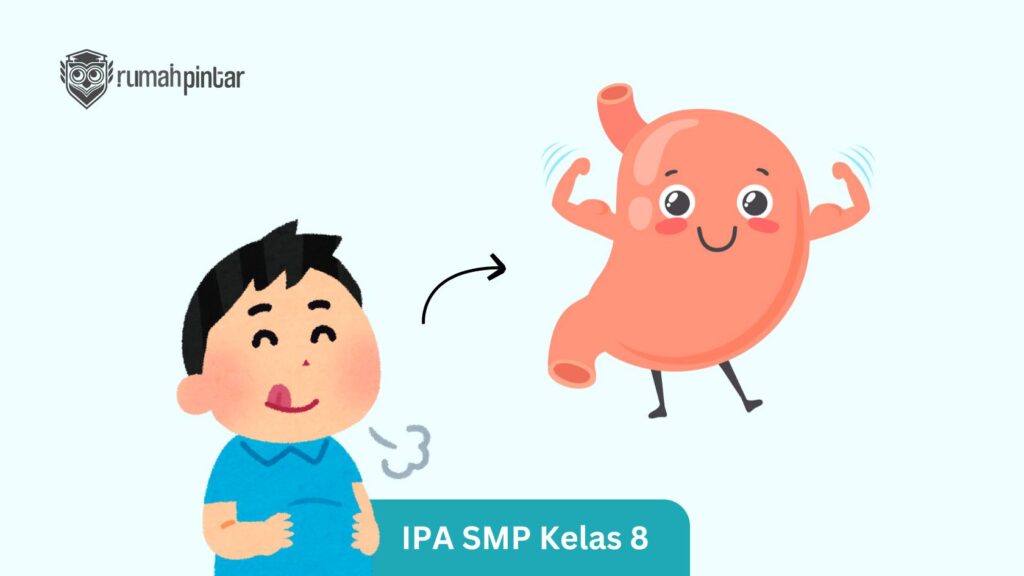 Apakah Semua Protein yang Dimakan akan Dicerna dalam Lambung