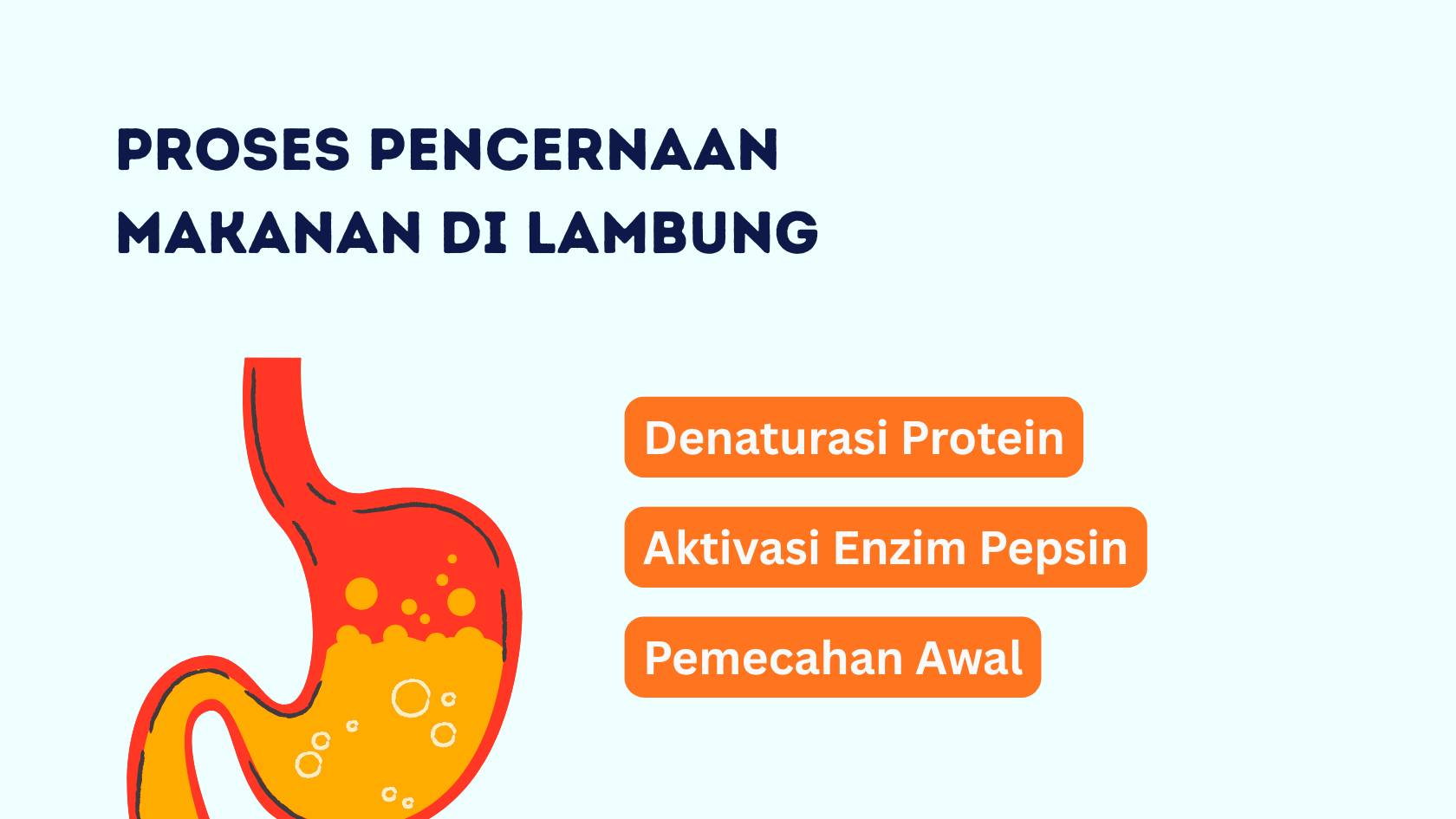 Apakah Semua Protein yang Dimakan akan Dicerna dalam Lambung