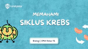 Apa Itu Siklus Krebs