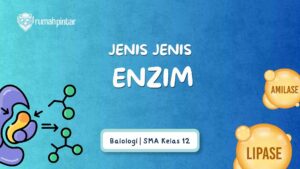 Jenis-jenis enzim