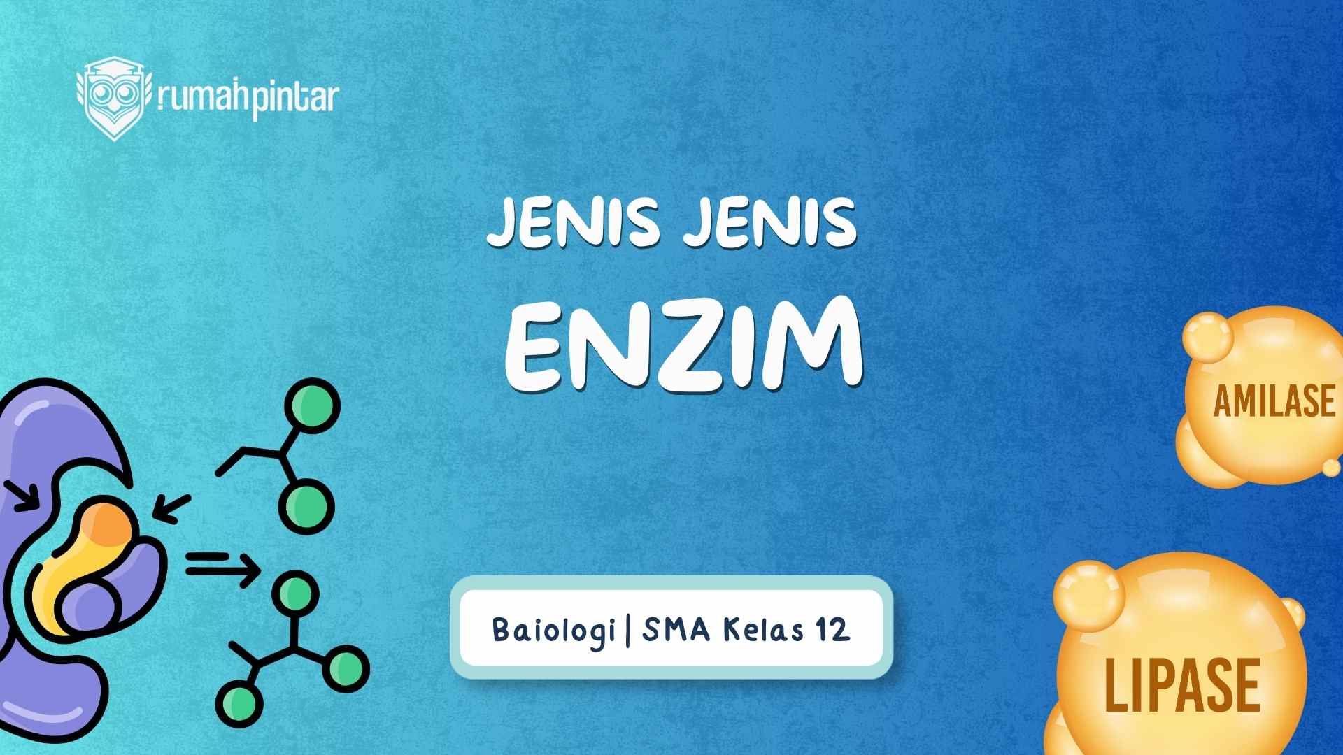 Jenis-jenis enzim