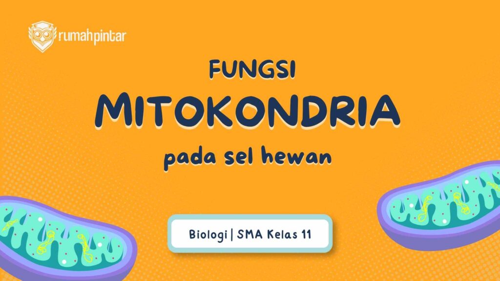 Fungsi Mitokondria pada Sel Hewan