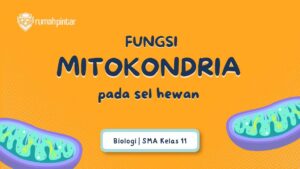 Fungsi Mitokondria pada Sel Hewan